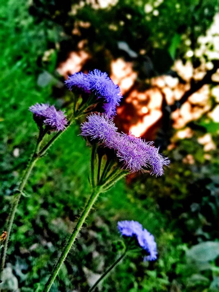 A close-up of purple flowers with green leaves, set against a backdrop of a sunny day. The flowers are in full bloom, making them a beautiful sight.