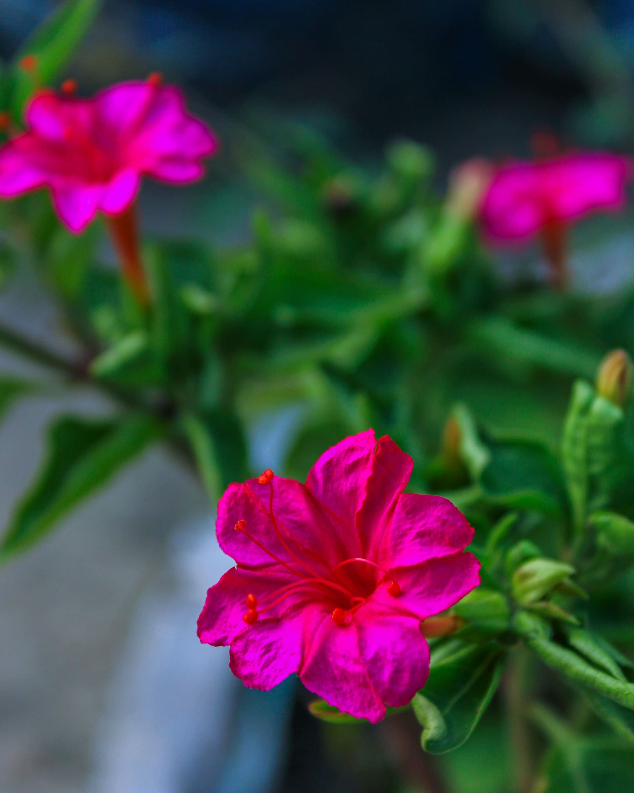 Mirabilis jalapa, the Four o'clock flower, graces gardens with vibrant evening blooms, adding beauty and charm to garden