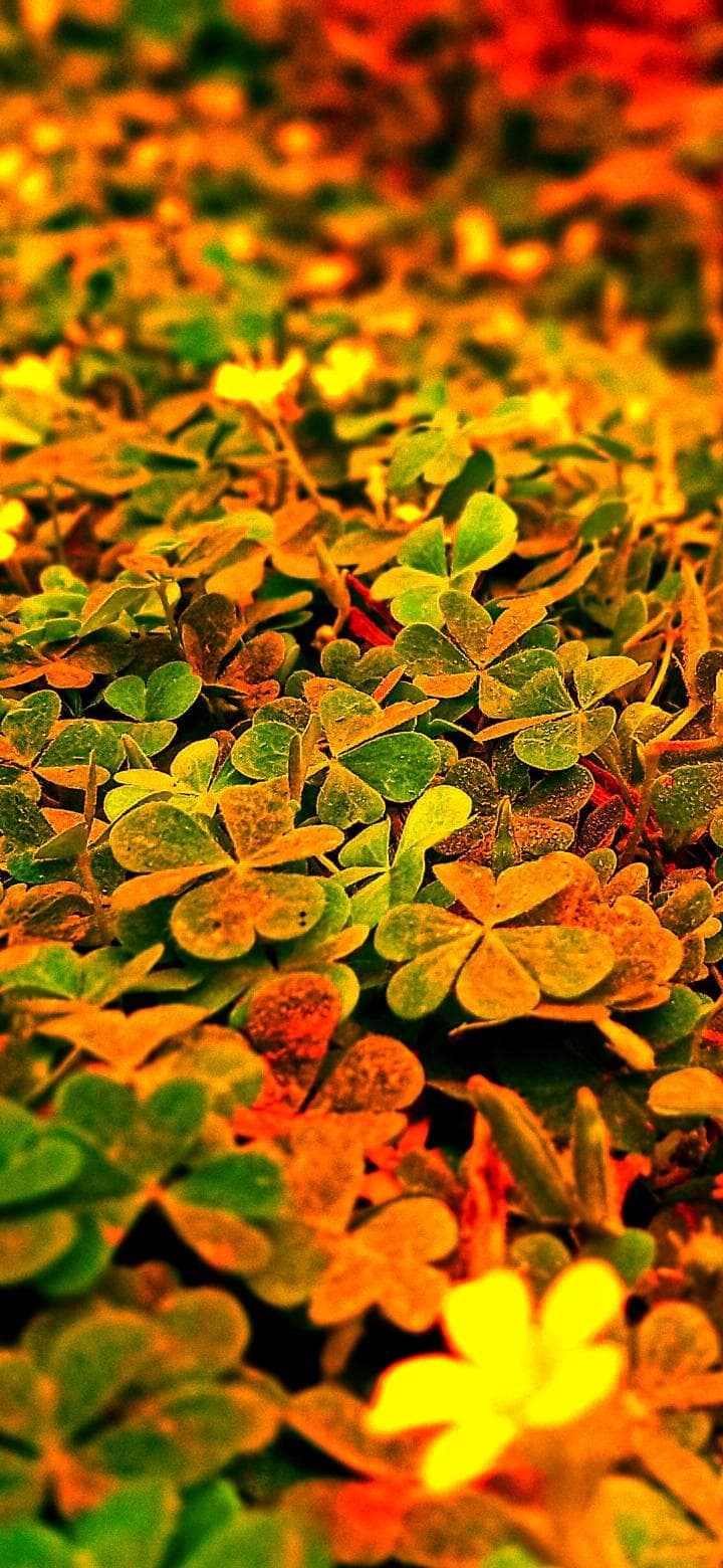 Sunlit clover leaves glow softly, swaying with the breeze in peaceful harmony.
