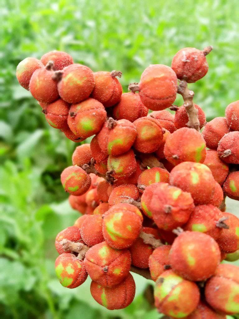 A bunch of red wild fruits ready to ripe.
