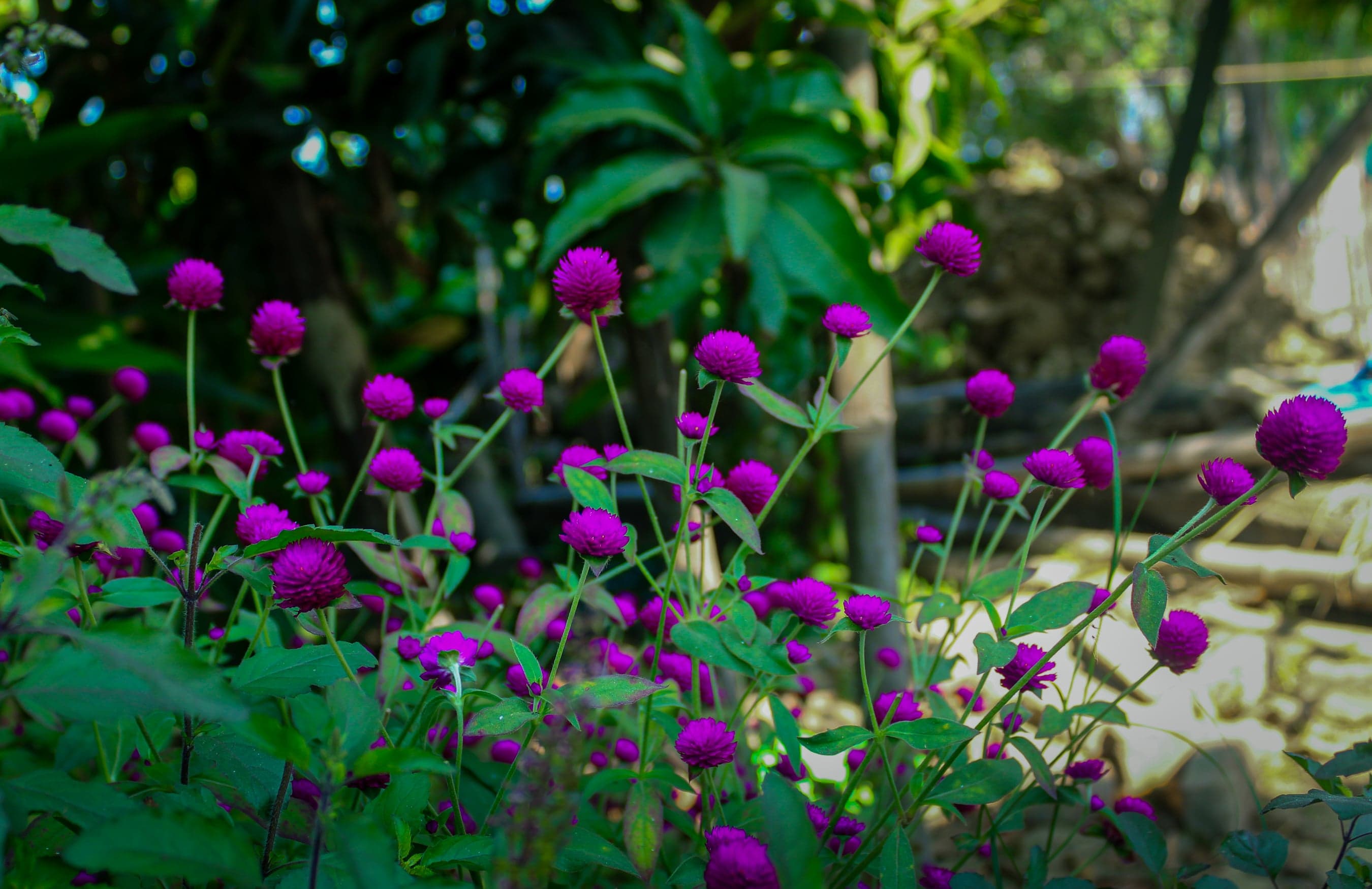 A bunch globe amaranth (Makhmali) flowers blloming in spring