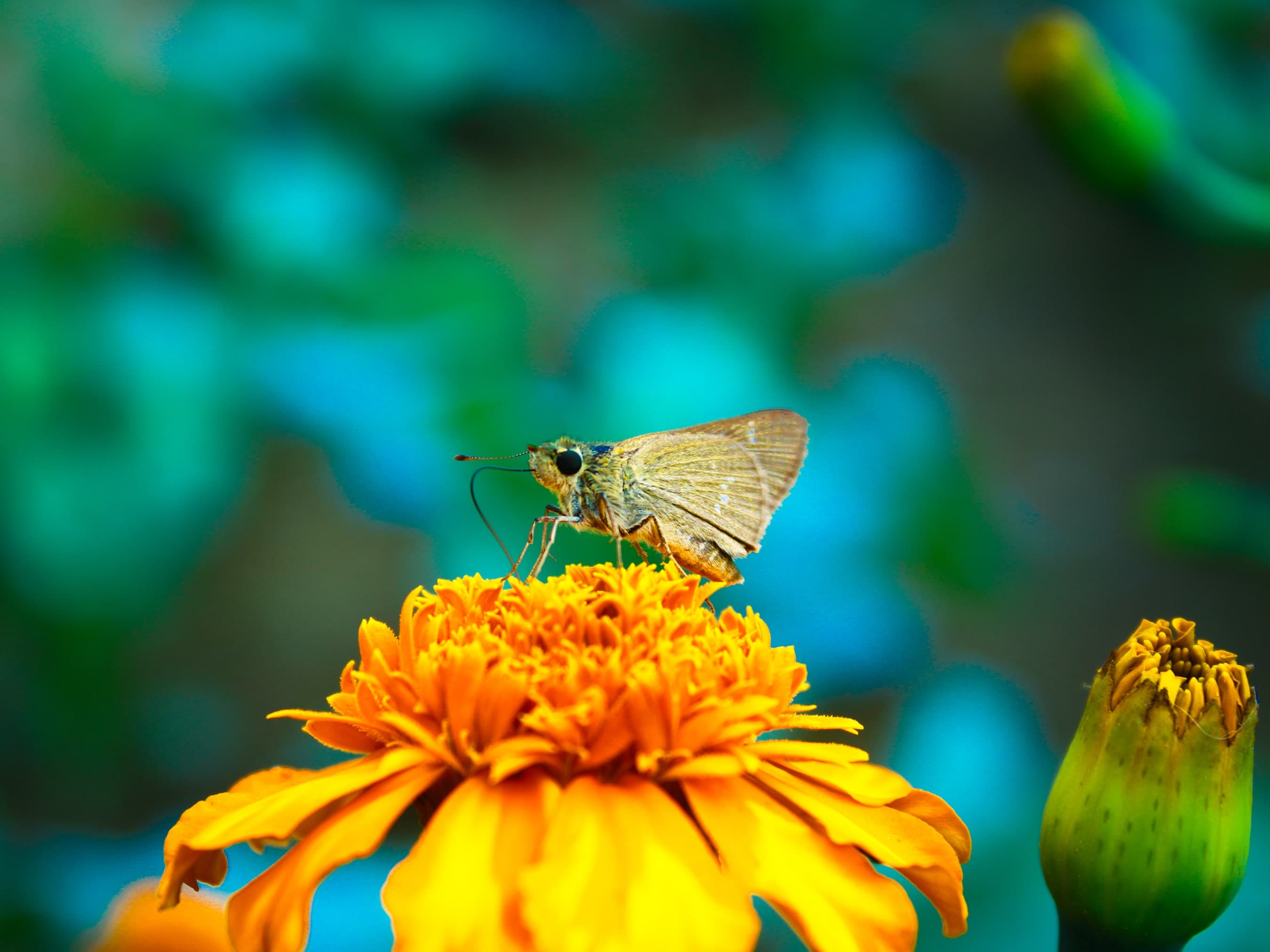 A small yellow and black butterfly is perched on a marigold.