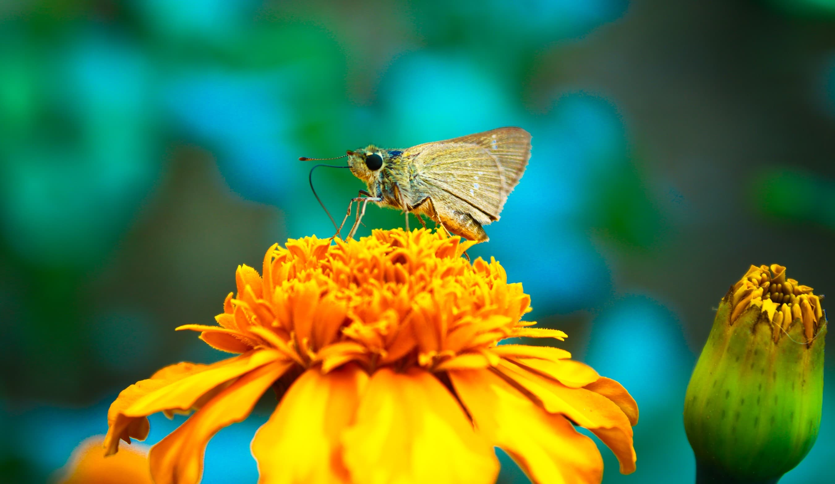 A small yellow and black butterfly is perched on a marigold.