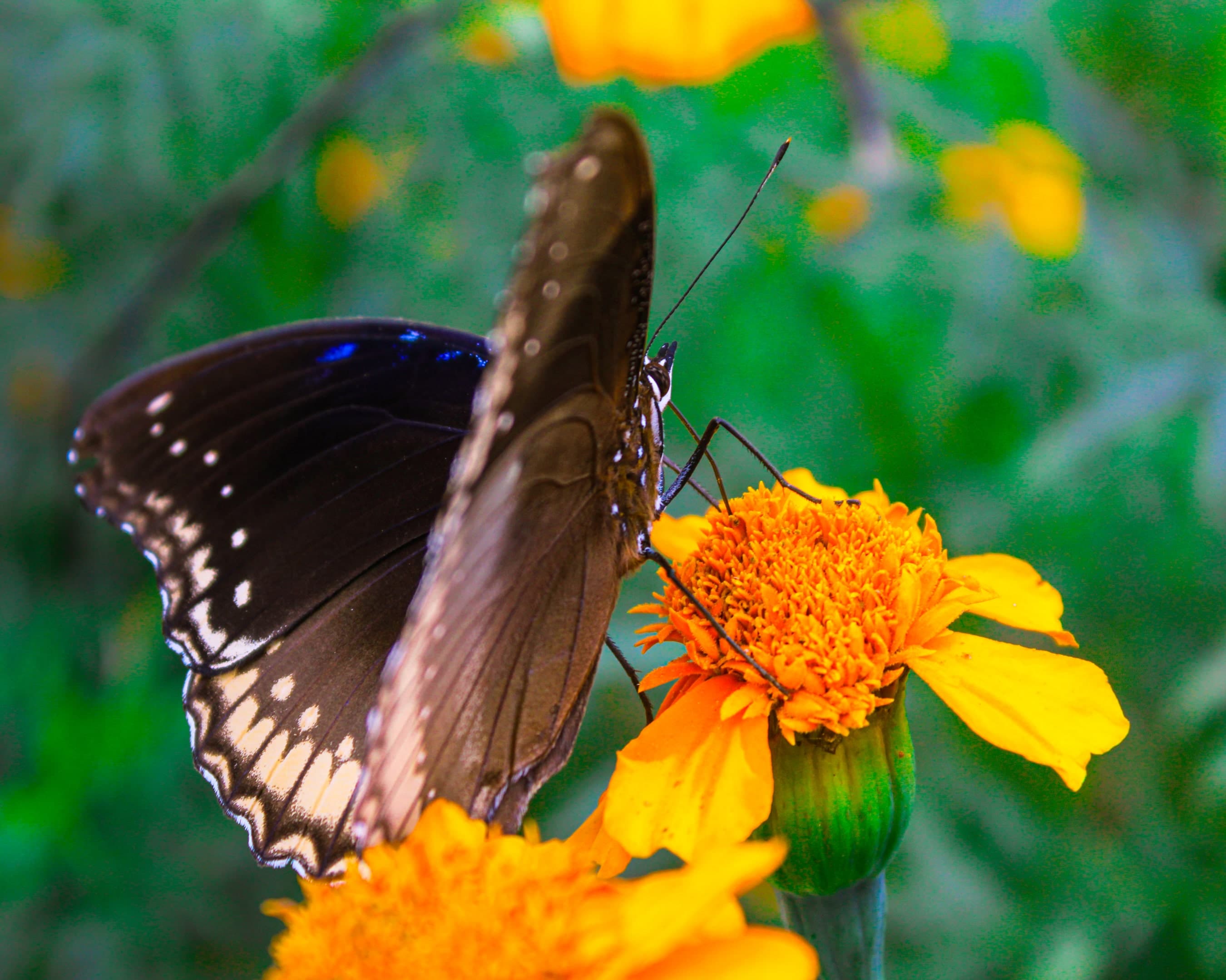 A black butterfly is perched on a yellow MArigold flower.