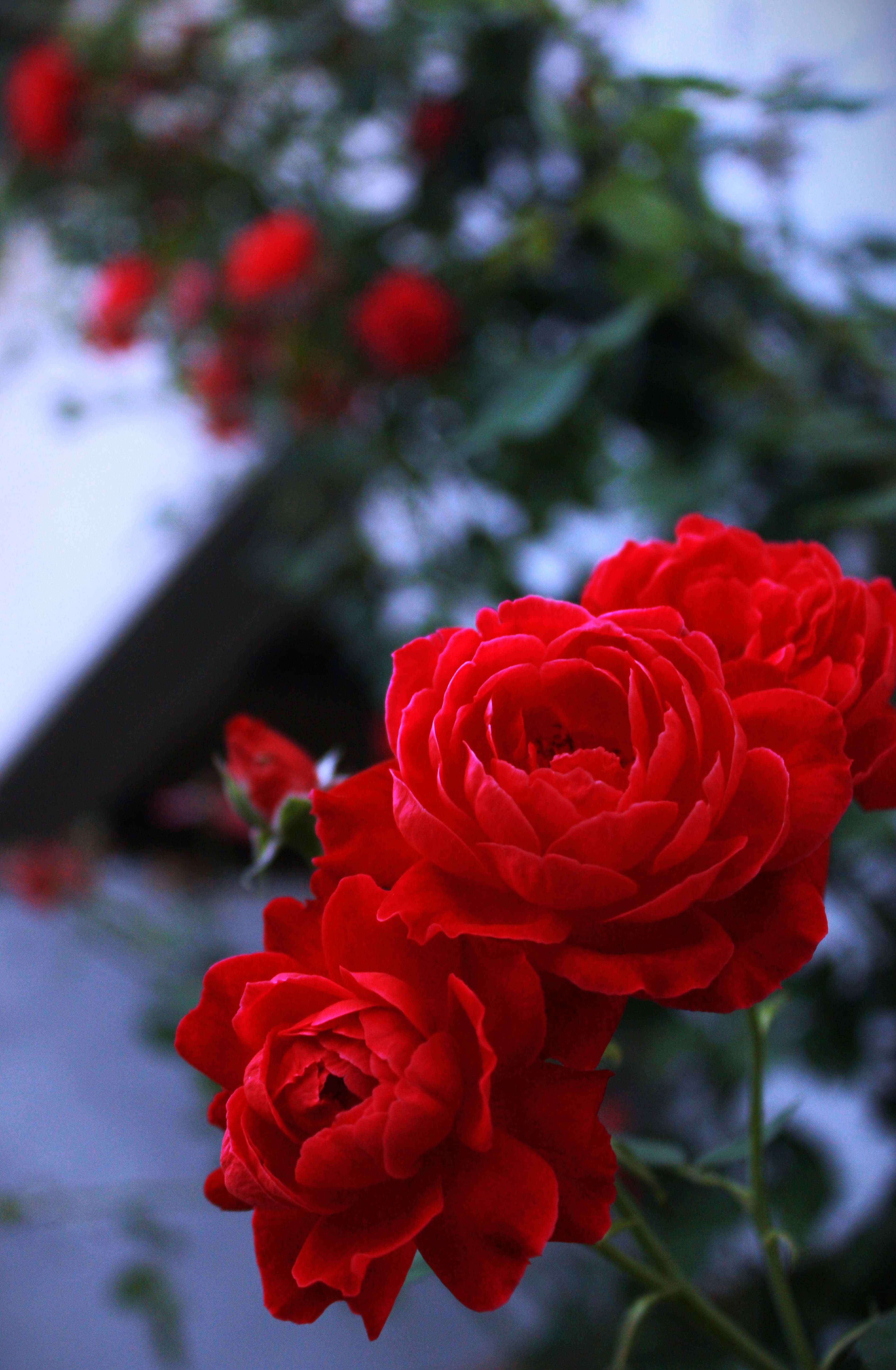 Crimson roses bask in the golden dusk, swaying gently—a fleeting symbol of beauty and devotion.
