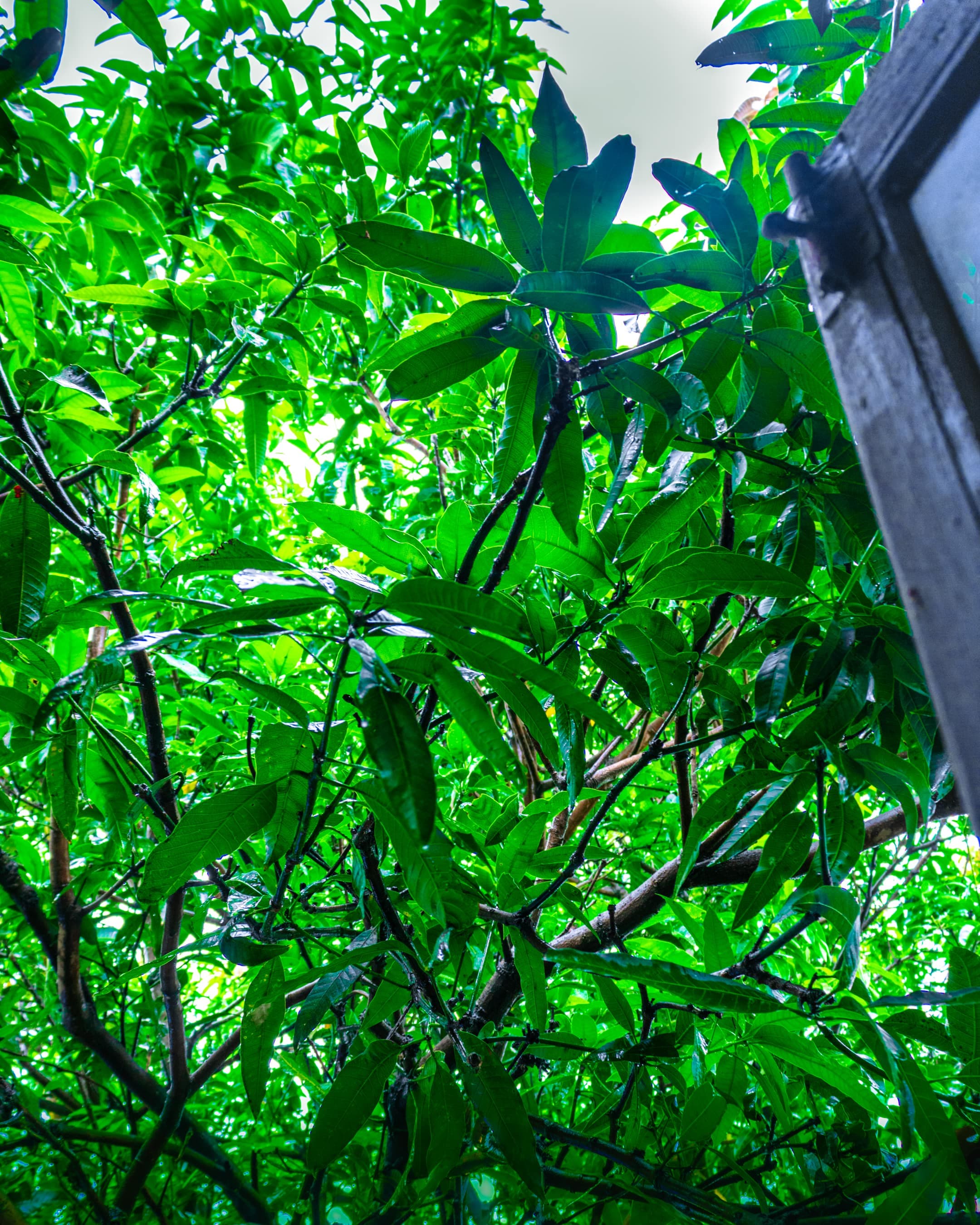A peaceful greenary outside the window