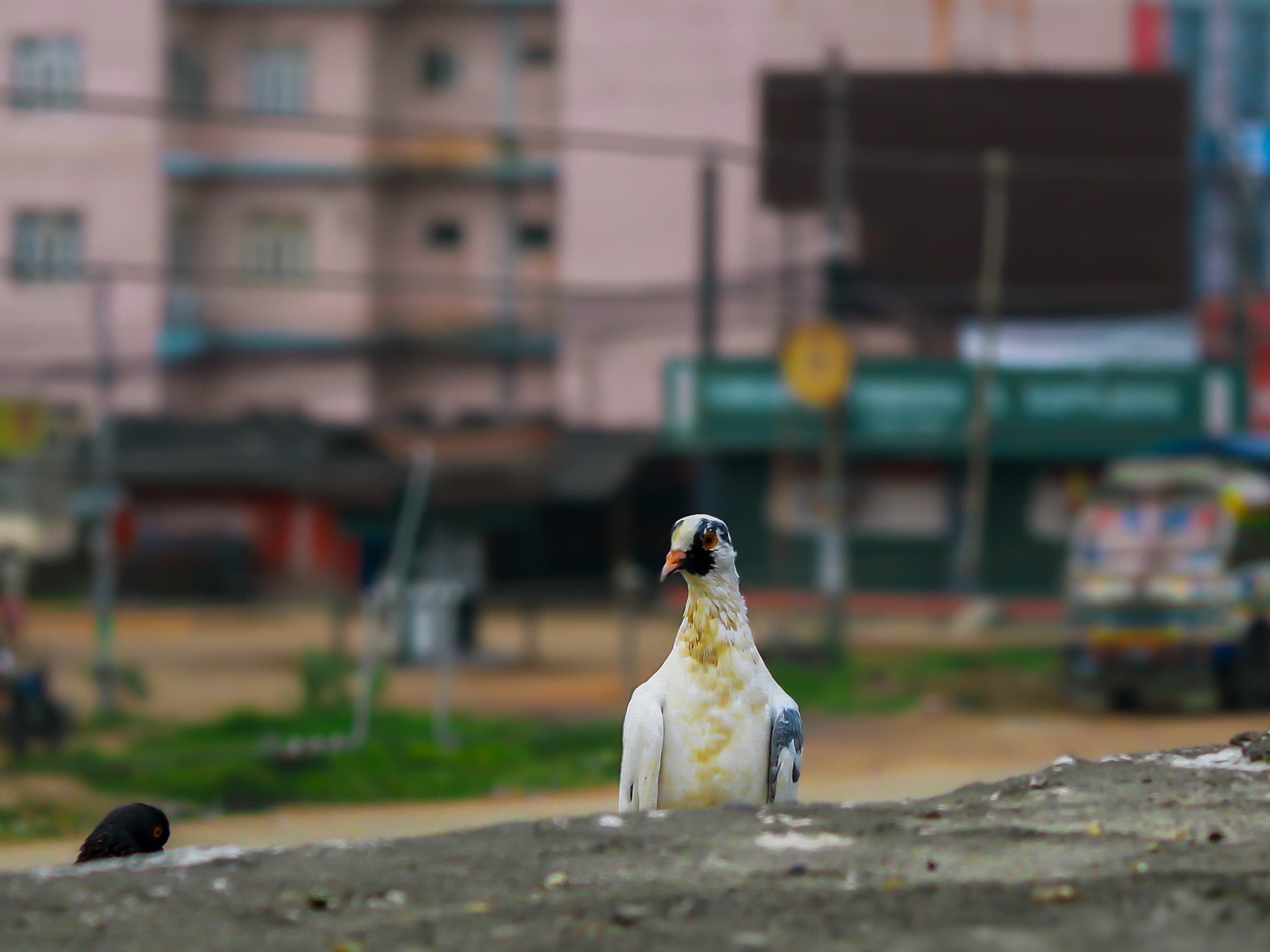 A Pigeon is resting on a ledge of building in a city