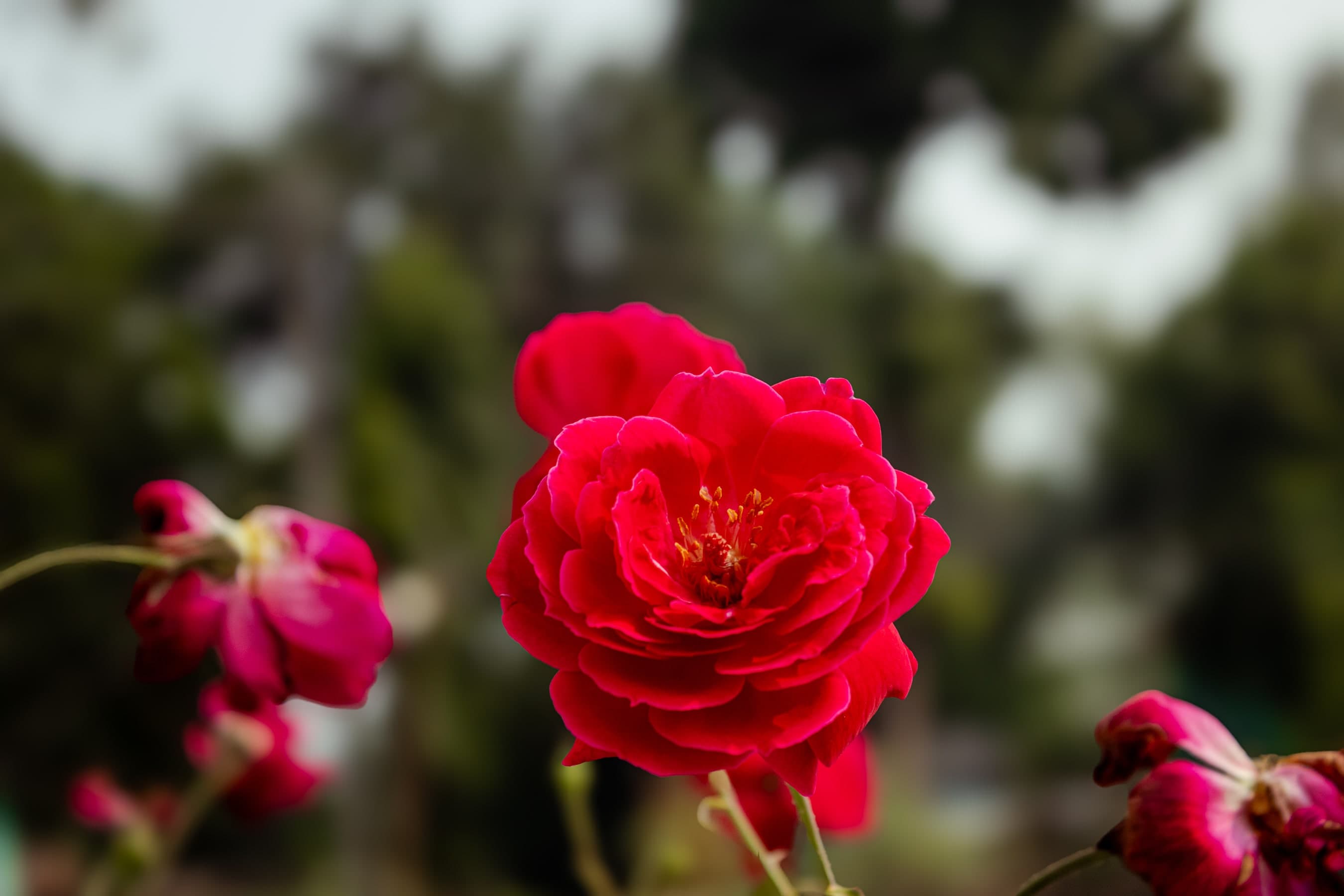 A beautiful red rose in full bloom.