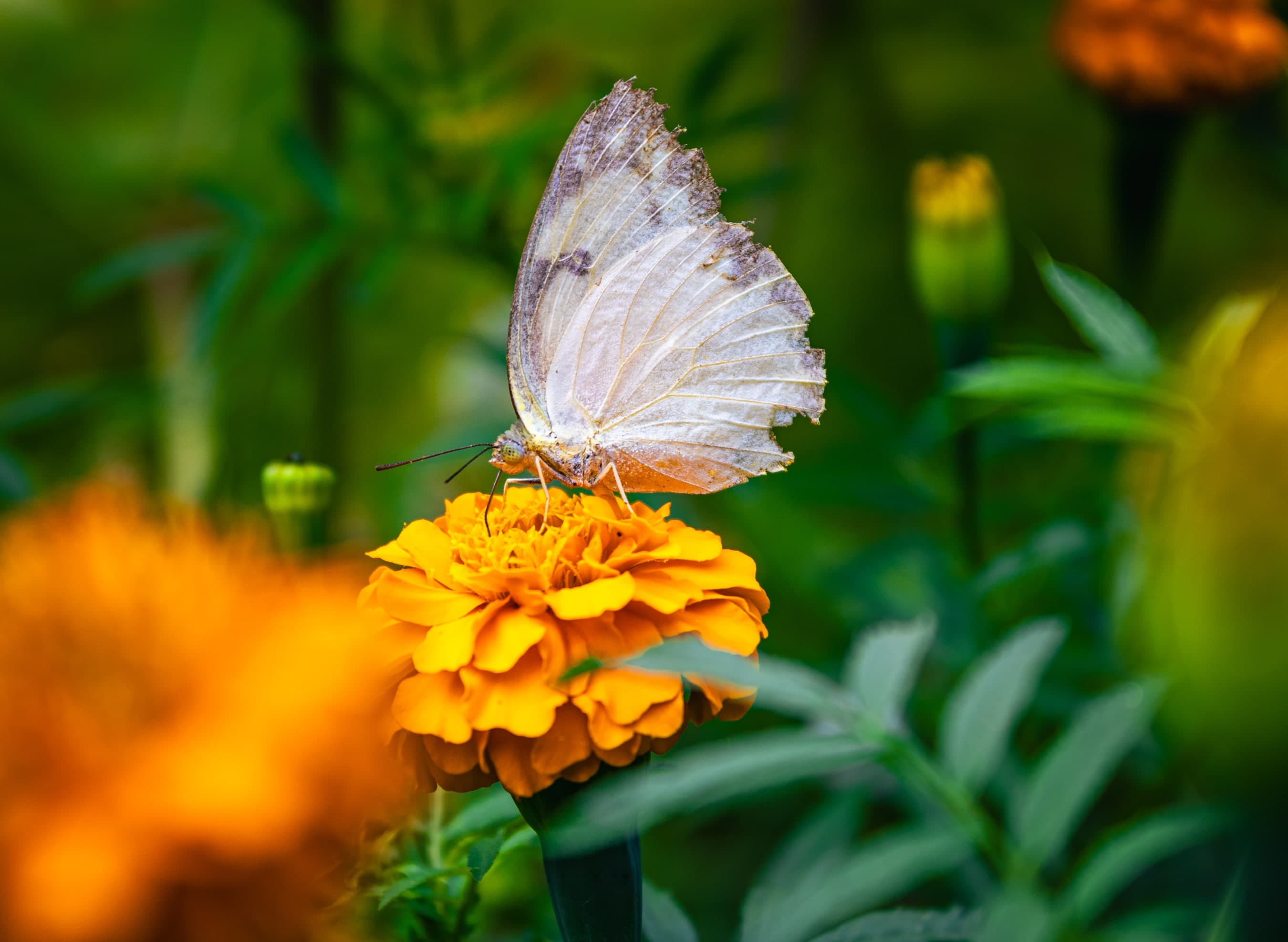 A white butterfly is perched on a yellow marigold.