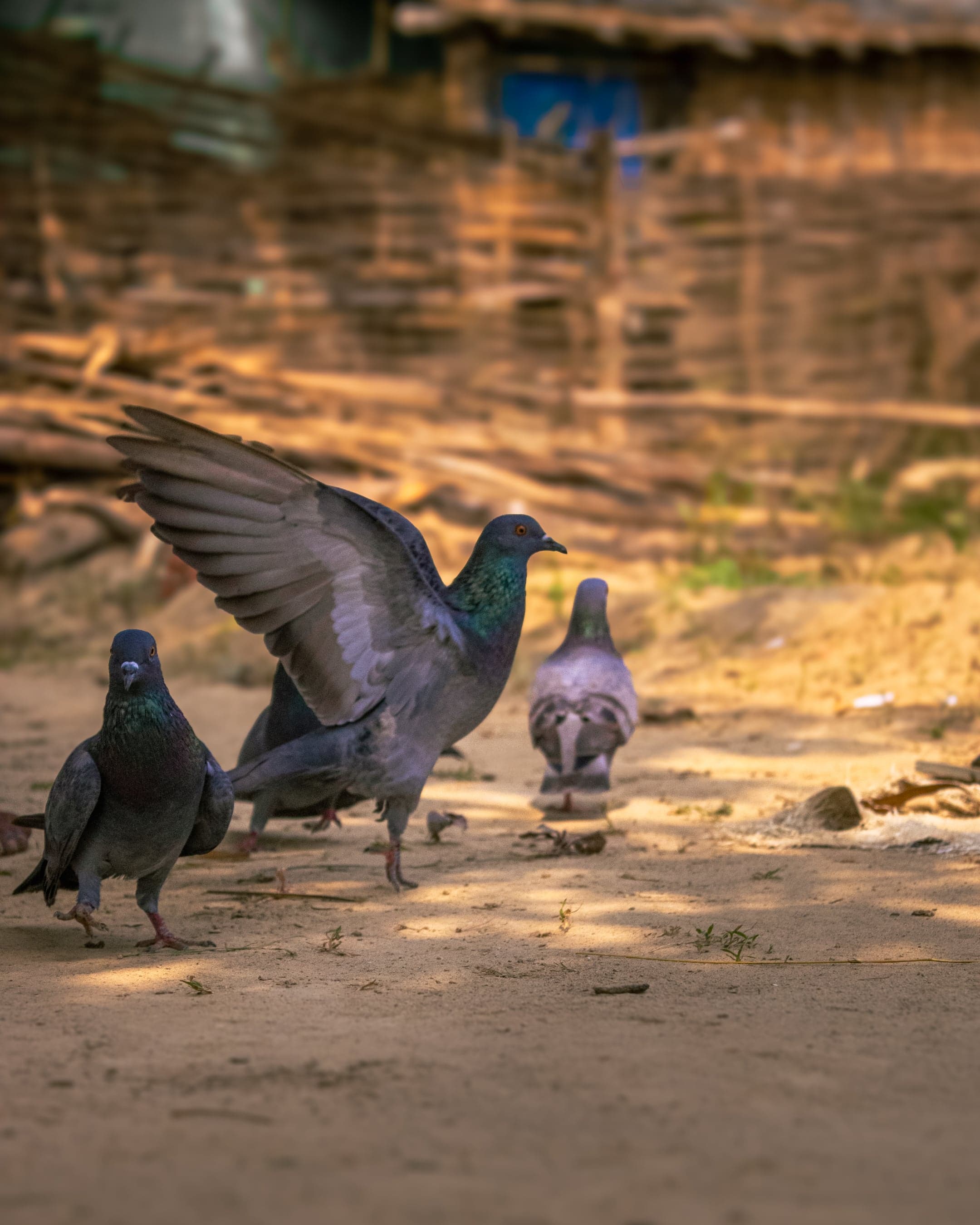 A black pigeon about to soar high in air.