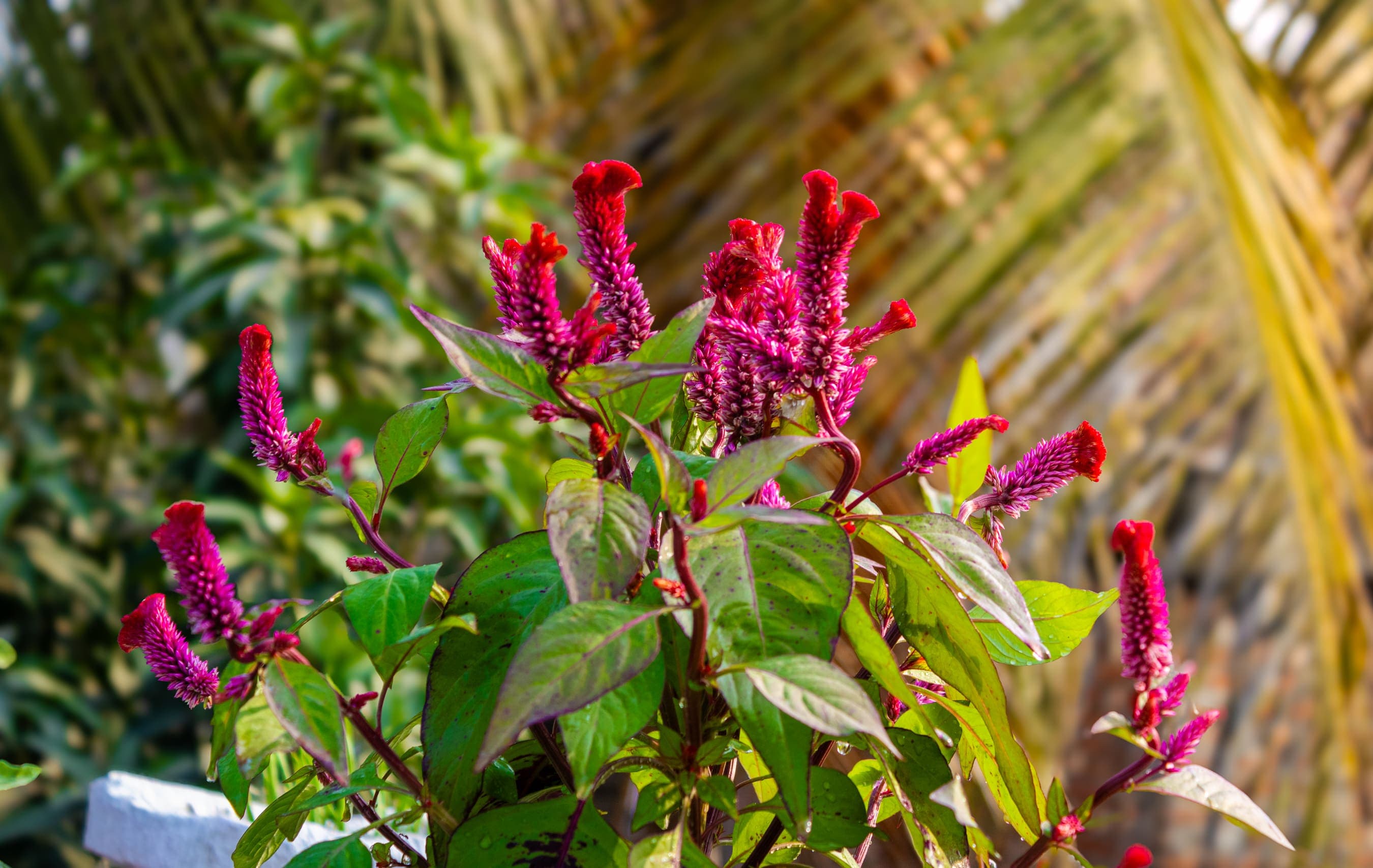 Celosia cristata (morsikhā) blooming on the terrace
