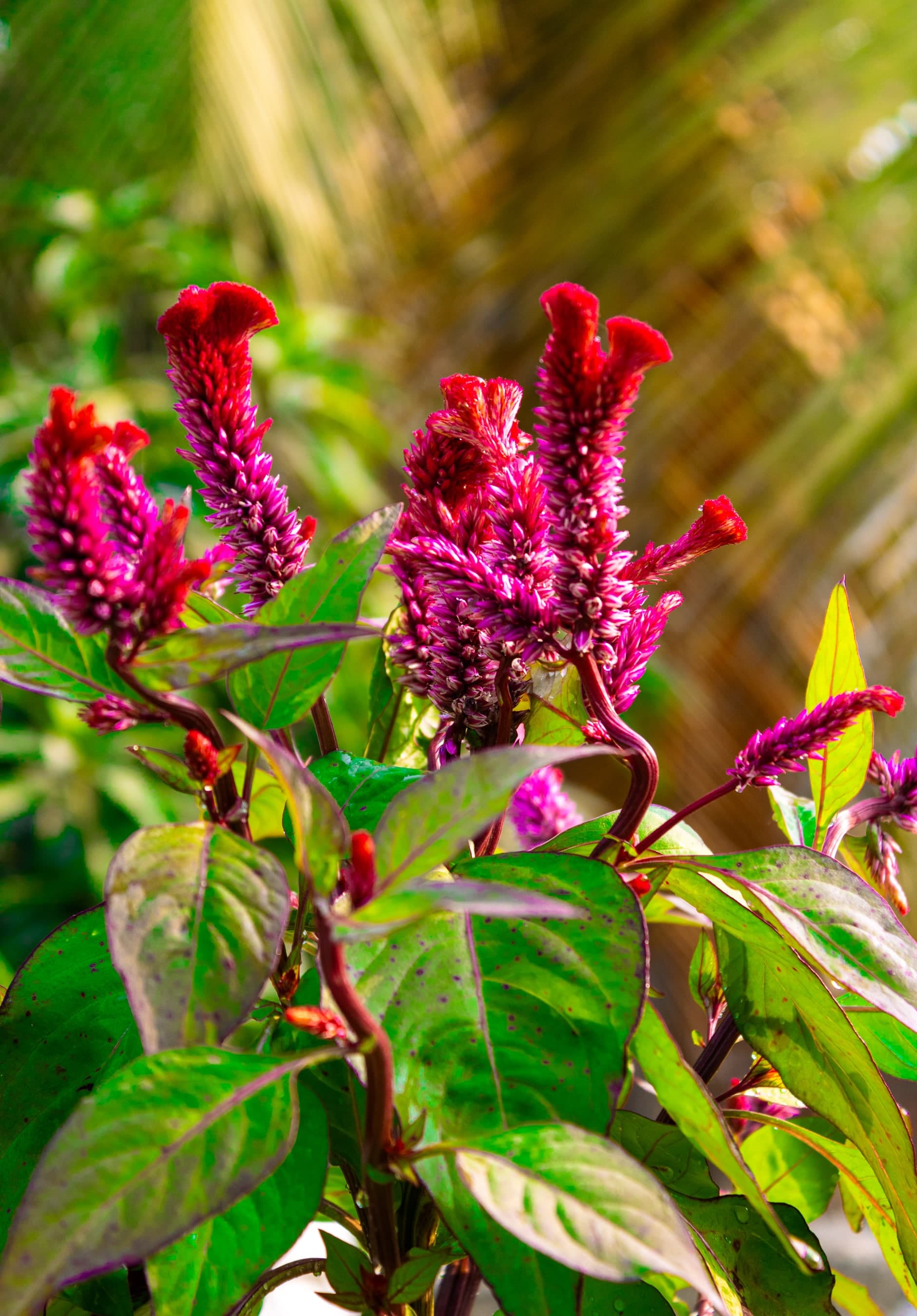 (morsikhā) Celosia cristata blooming on the terrace