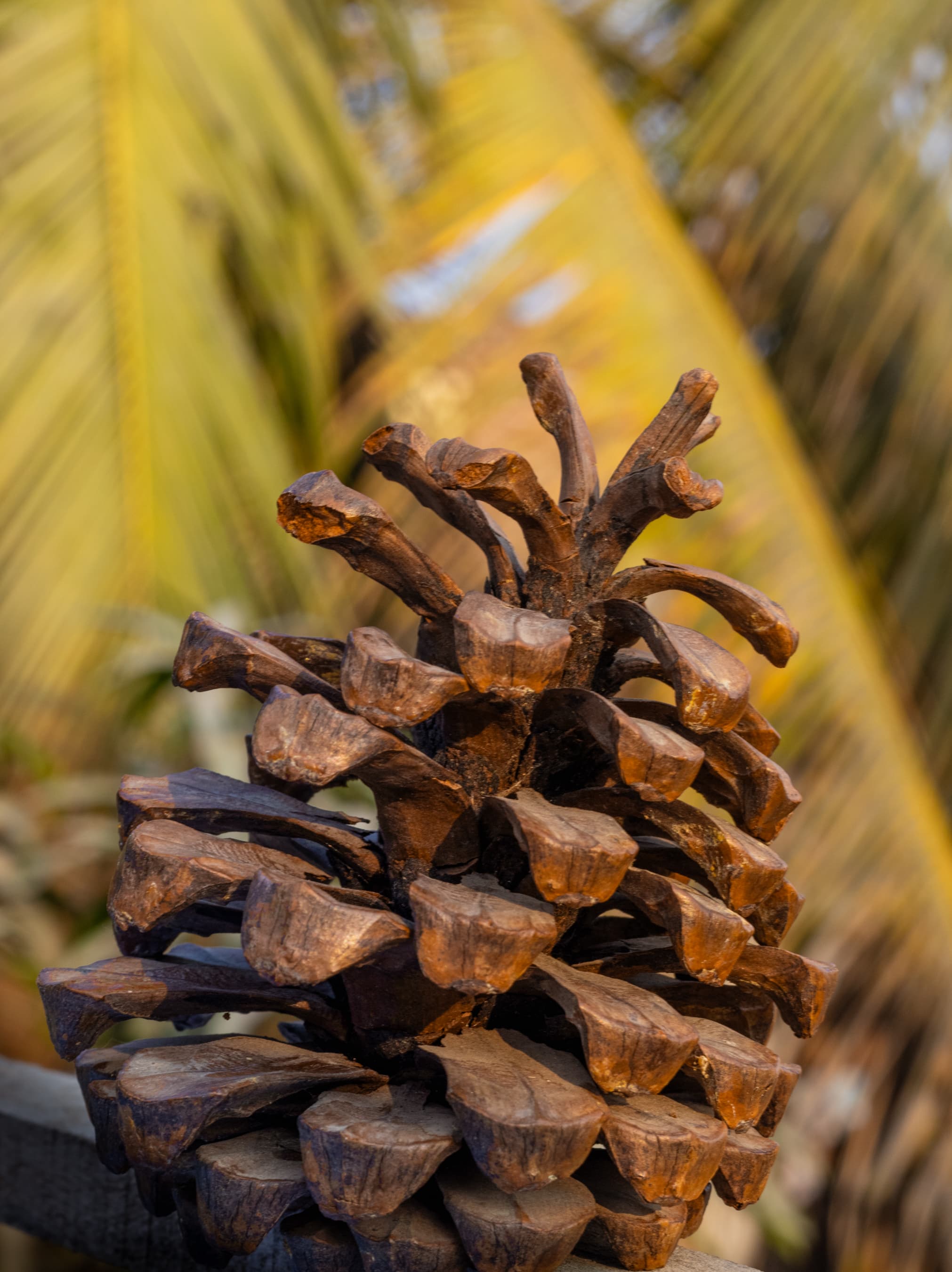 A detailed pine cone in focus with a blurred palm tree in the background, set in warm autumn tones — a serene and textured glimpse of nature.